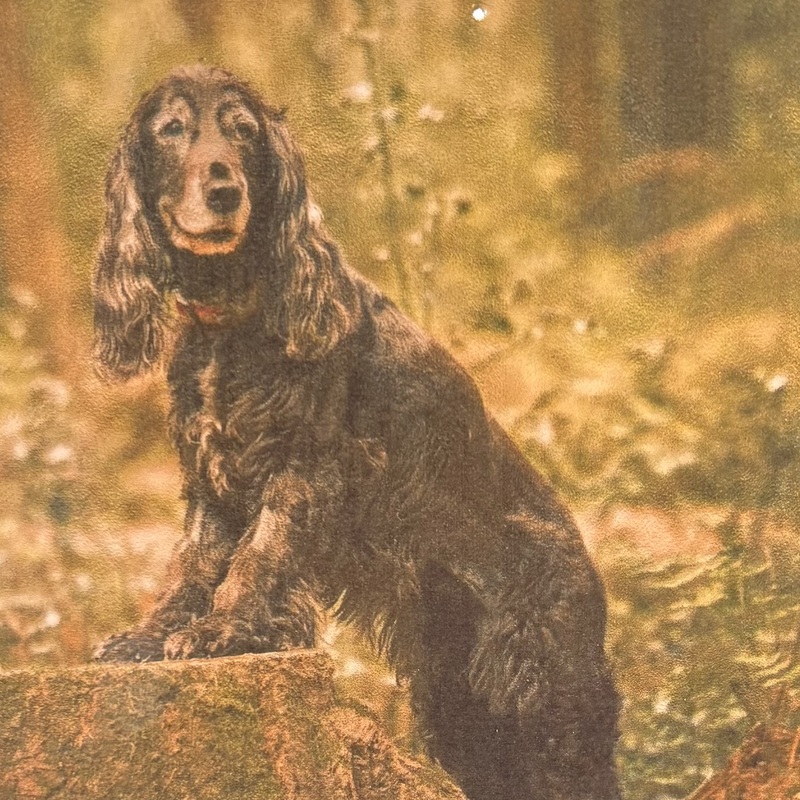 RIP
Willow
