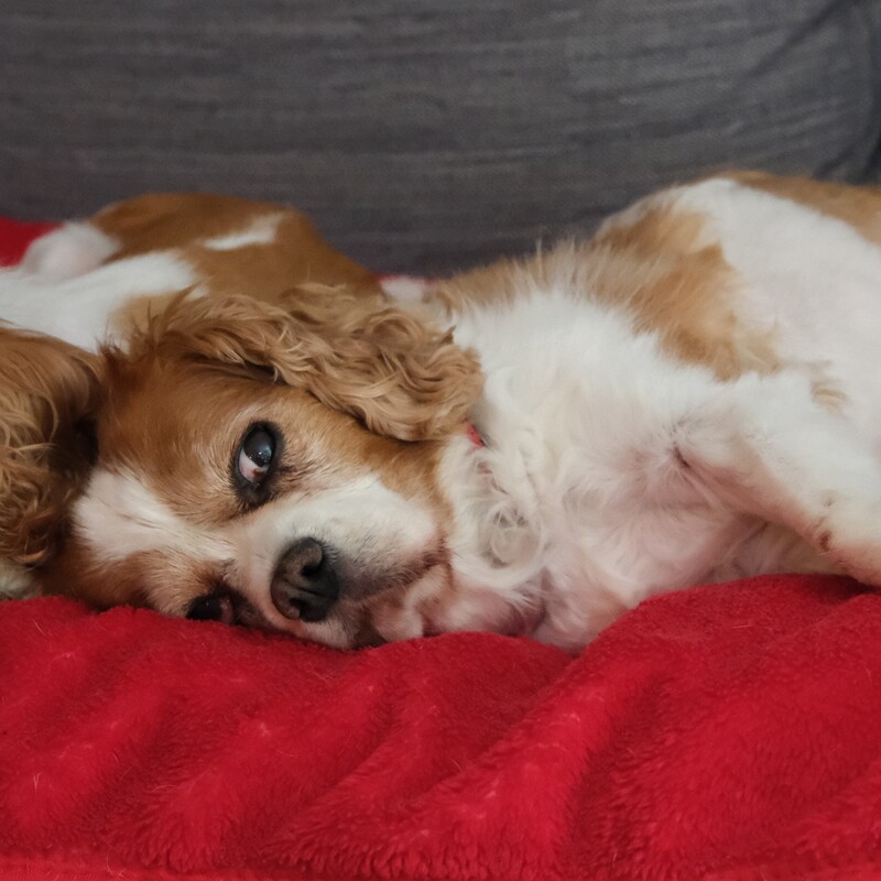RIP
Sophie