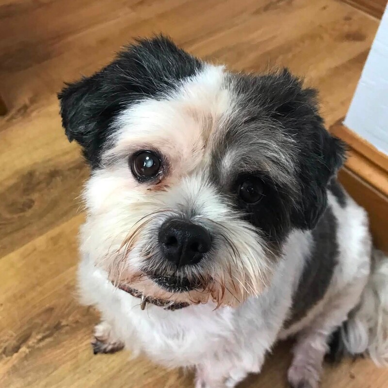 RIP
Buddy